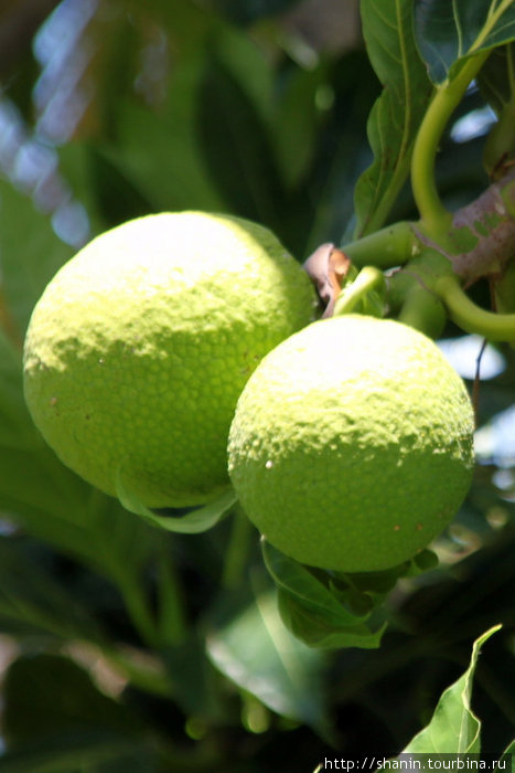 Плоды хлебного дерева Виктория, Гренада