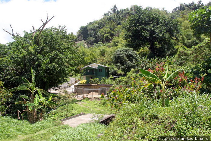 Дом среди густых зарослей Виктория, Гренада