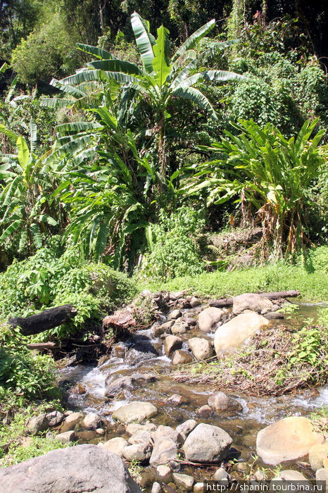 На банановой плантации Виктория, Гренада