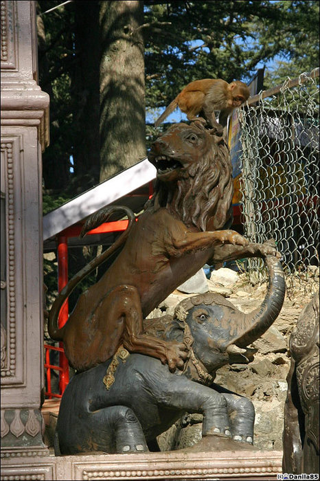 Льву на голову сядут. Шимла, Индия