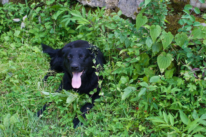 Так же тут живет очень дружелюбный пес Команы, Абхазия