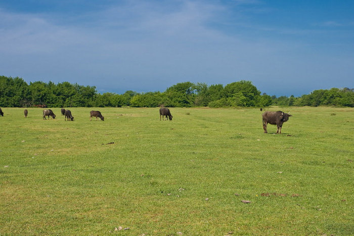 А на фоне мирно пасутся буйволы Сухумский район, Абхазия