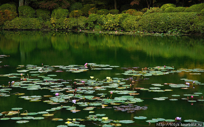Разноцветная вода Беппу, Япония