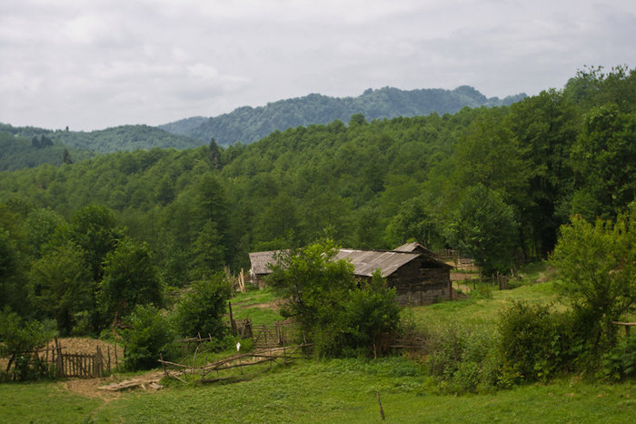 Огород и загоны со свиньями Абхазия
