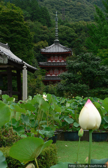 Лотосы в храме Мимуродо Удзи, Япония