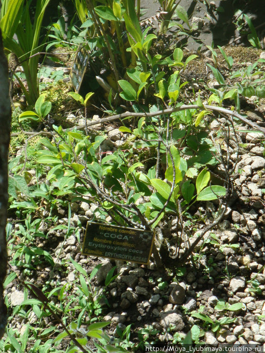 В Перу очень любят жевать листья коки и пить матэ из коки. К слову, растет это растение вовсе не в горах Мачу-Пикчу, Перу