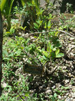 В Перу очень любят жевать листья коки и пить матэ из коки. К слову, растет это растение вовсе не в горах