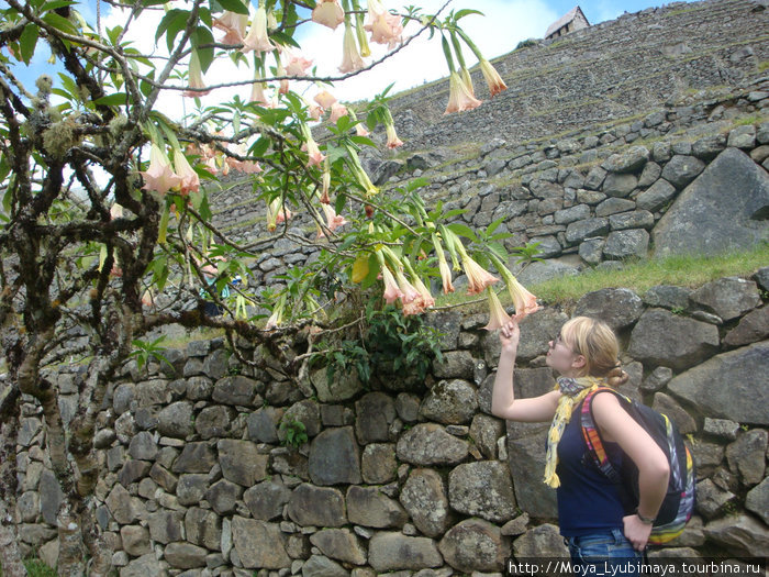 Из цветков этого дерева шаманы делают галлюциногенное снадобье Мачу-Пикчу, Перу