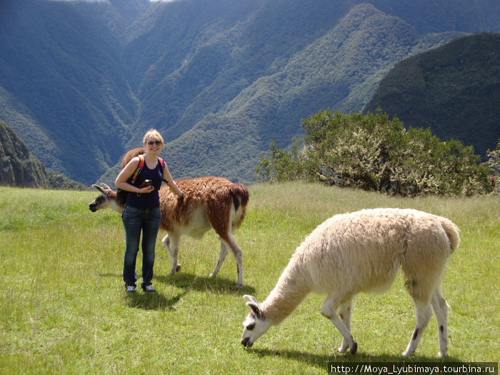 Кстати, это не ламы, это их более мелкие сородичи — альпака. Мачу-Пикчу, Перу