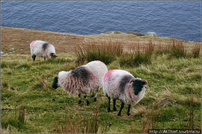 Пятна — ноу-хау фермеров. Одно пятно — хозяина, чтобы не путать стада на пастбищах, а второе —  барана. Ему красят грудь, и он , кроя овецу, оставляет на ней  след. Итого, ясно, какая уже готова. Остров Акилл, Ирландия