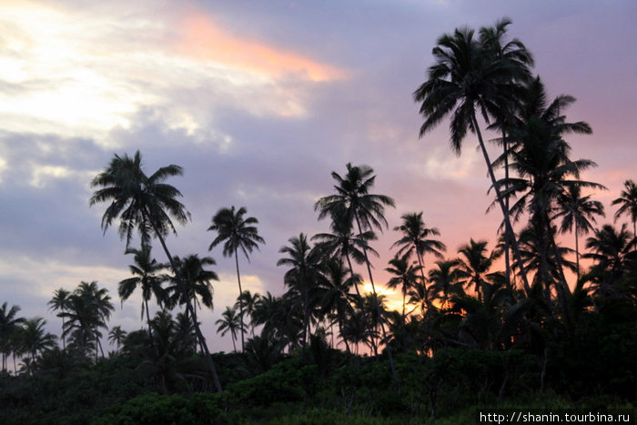Закат и пальмы Остров Савайи, Самоа