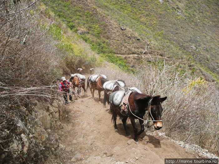 Здесь все перевозки грузов делают на мулах. Перу