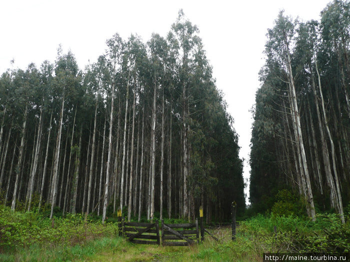 В Чили много эвкалиптовых лесов,завезенных из Австралии. Сантьяго, Чили