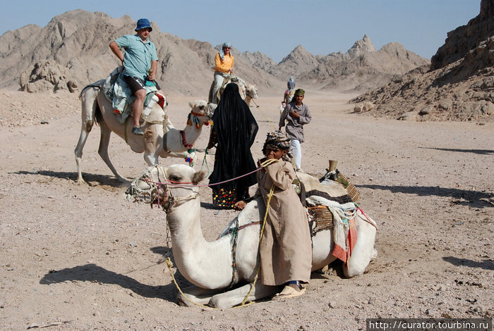 катание на верблюдах в Аравийской пустыне Хургада, Египет