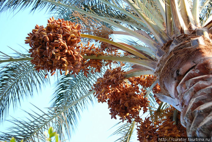 финиковая пальма Хургада, Египет