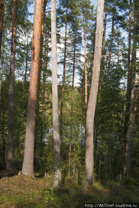 Стройные корабельные сосны шумят на ветру кронами, нарушая тишину леса Опухлики, Россия