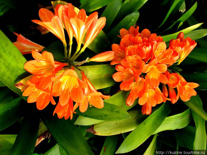 цветы Мадейры Регион Мадейра, Португалия
