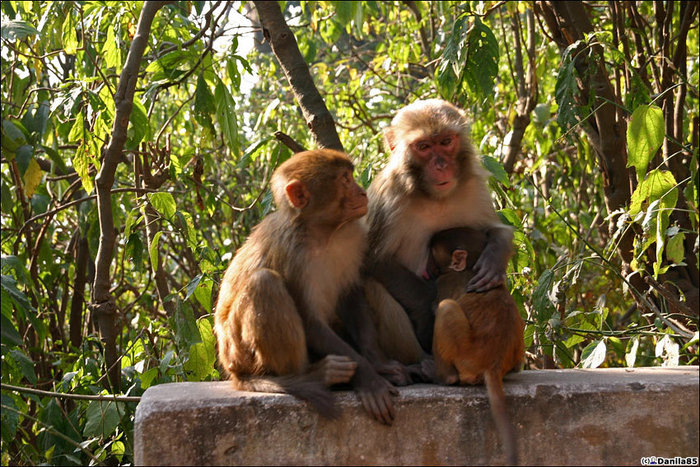 Наверх, мимо множества обезьян. Катманду, Непал