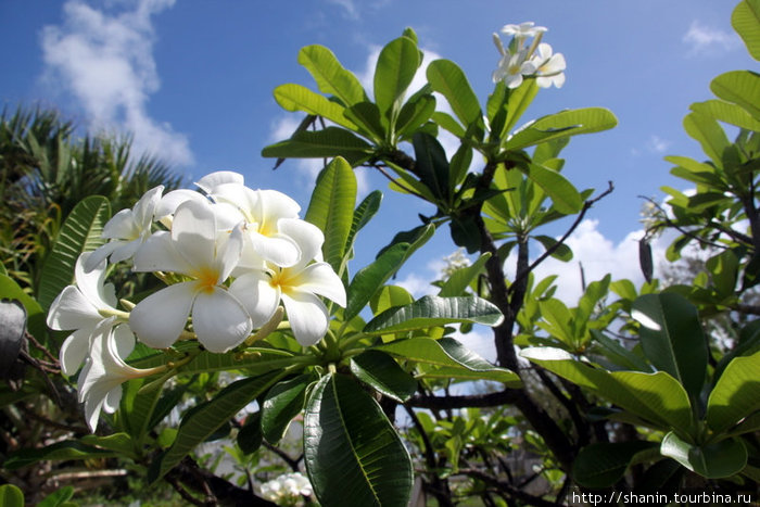Магнолия в цвету Ви-Крейн, Барбадос