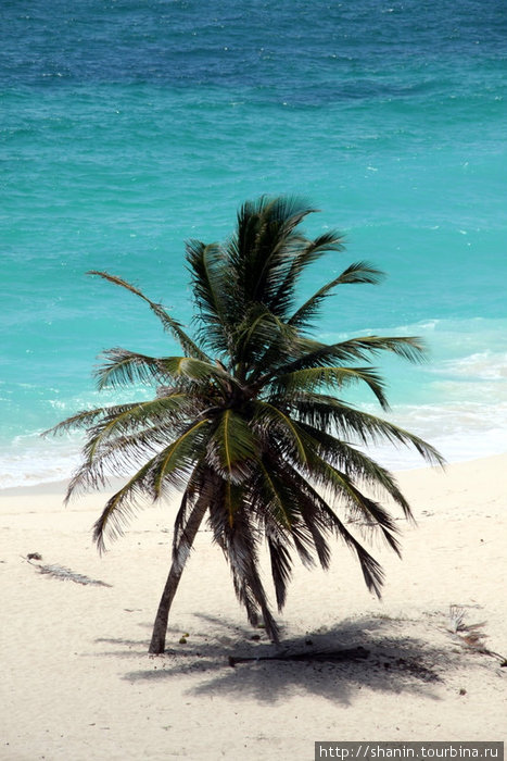 Одинокая пальма Ви-Крейн, Барбадос