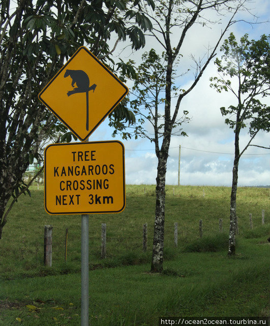 Оказывается бывают еще кенгуру, которые живут на деревьях. Наверное, они перепрыгивают с одного дерева на другое в районе лобового стекла машины... Штат Квинсленд, Австралия