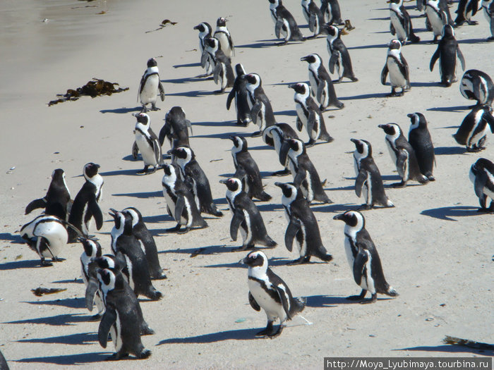 В гости к пингвинам и морским котикам