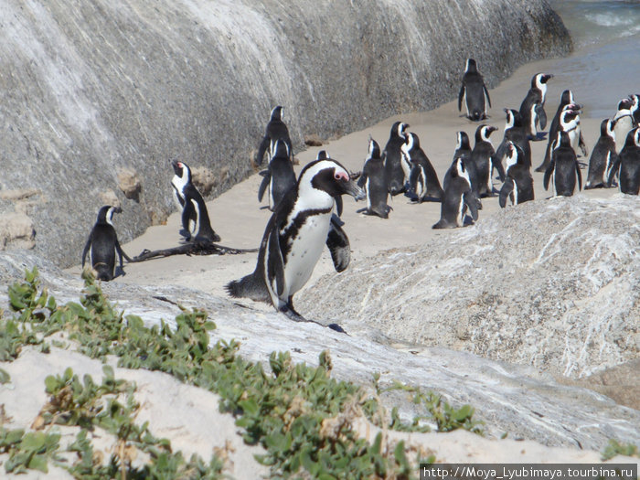 В гости к пингвинам и морским котикам Кейптаун, ЮАР