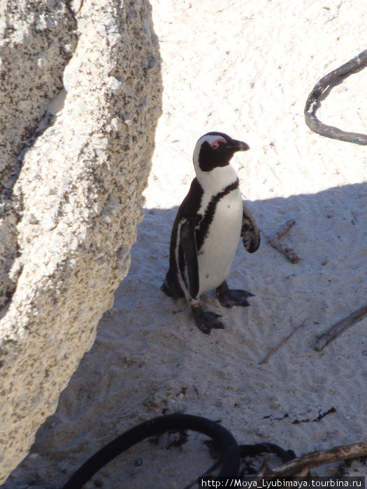 В гости к пингвинам и морским котикам