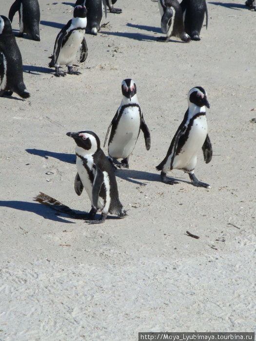 В гости к пингвинам и морским котикам Кейптаун, ЮАР