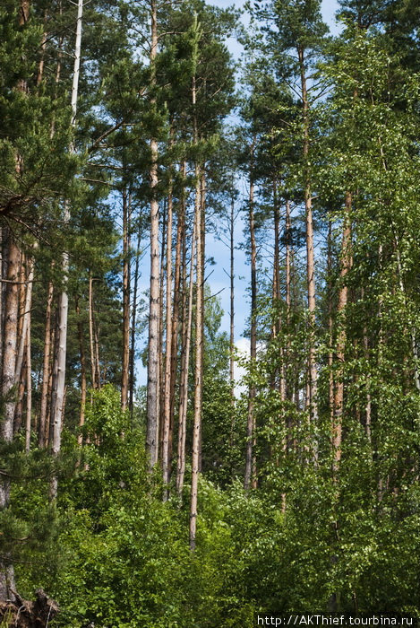 Кто знает, чем сосна из Опухлик отличается от сосны ПушГор? Тем что на нее Пушкин быть может смотрел =) Все они красавицы