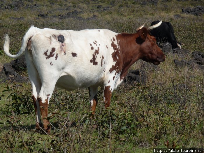 Веселые коровы Остров Пасхи, Чили