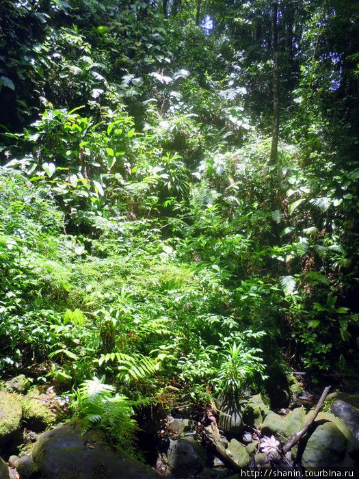 Густые заросли окружают Изумрудный водопад со всех сторон Округ Сент-Джордж, Доминика