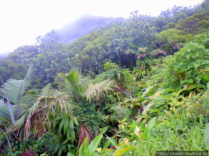Склоны заросли непролазными джунглями Округ Сент-Джордж, Доминика