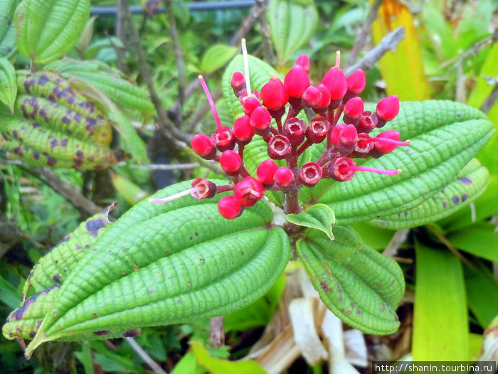Тропические цветы Округ Сент-Джордж, Доминика