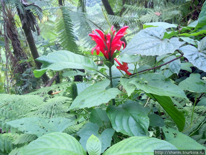 Цветы в джунглях Округ Сент-Джордж, Доминика