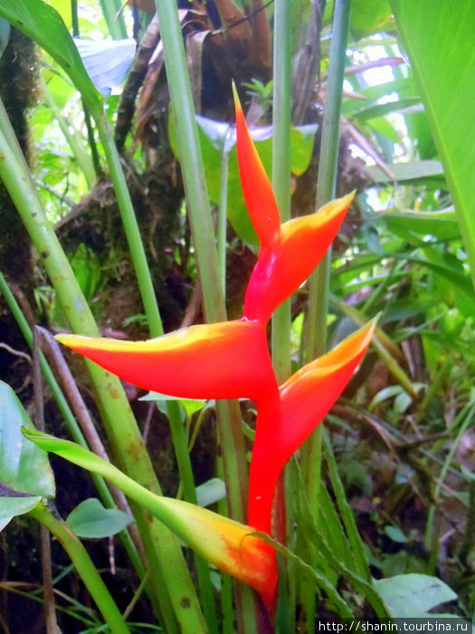 Бализье — так называют этот оригинальный цветок Округ Сент-Джордж, Доминика