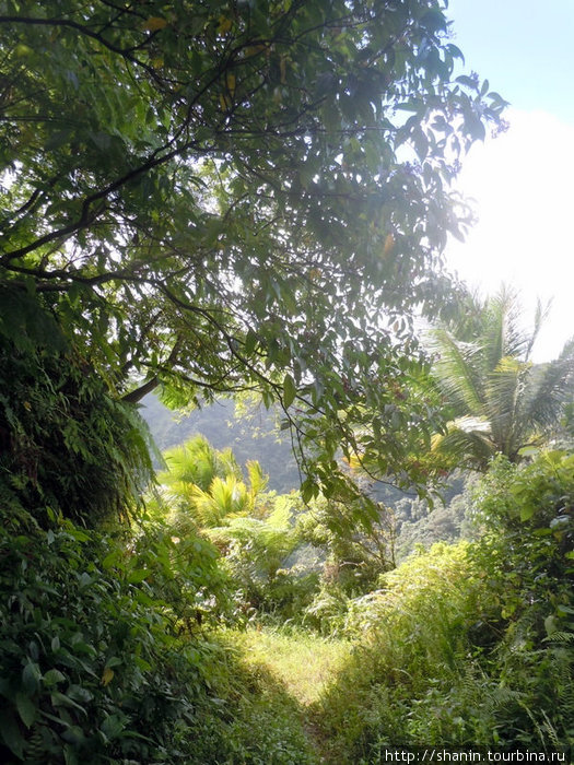 Полузаросшая тропа Округ Сент-Джордж, Доминика