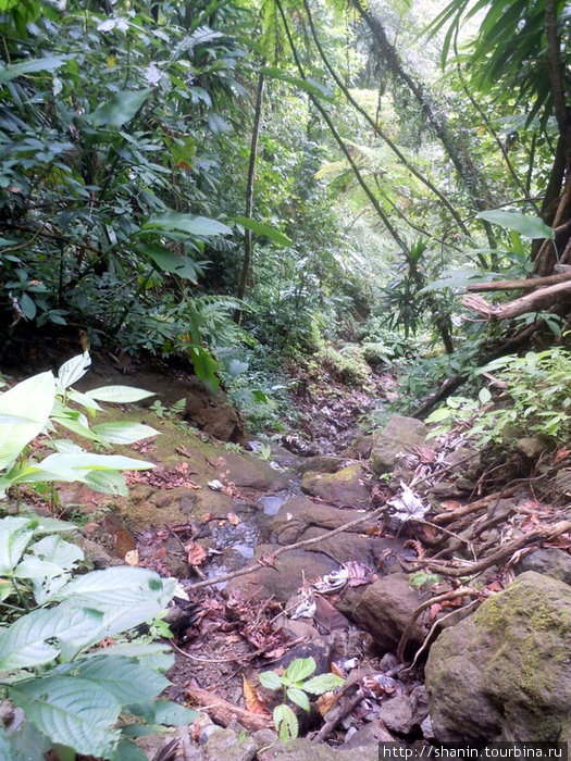 Речка пробила проход в джунглях Округ Сент-Джордж, Доминика