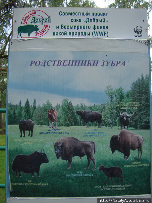 В гостях у Зубров.Приокско-террасный заповедник/1 Серпухов, Россия