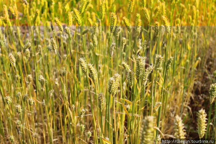 Пшеница, на острове всё выращиват своими руками Исла-дель-Сол, Боливия