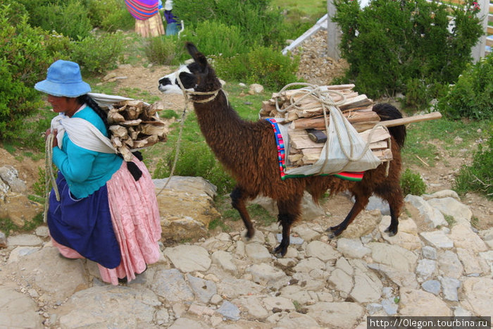 Единственный транспорт на острове- это ламы и ослы Исла-дель-Сол, Боливия