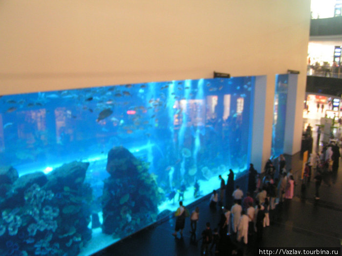 Витрина аквариума Дубай, ОАЭ