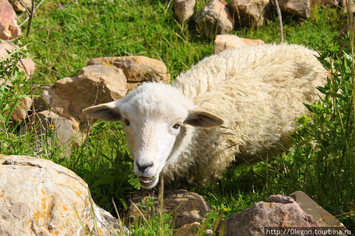 Улыбчивая овечка, чтож не улыбаться- сочная трава всегда рядом Исла-дель-Сол, Боливия