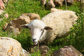 Улыбчивая овечка, чтож не улыбаться- сочная трава всегда рядом