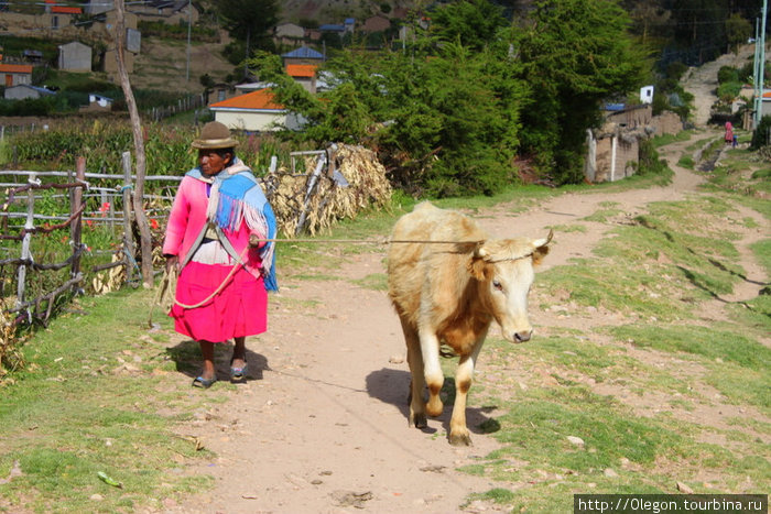 Какое хозяйство без коровы Исла-дель-Сол, Боливия