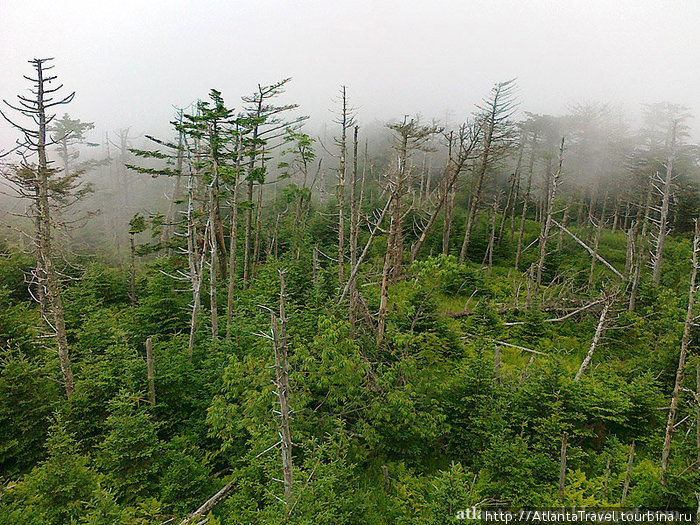 Купол Клингмана Clingmans Dome Грейт-Смоки-Маунтинс Национальный Парк, CША