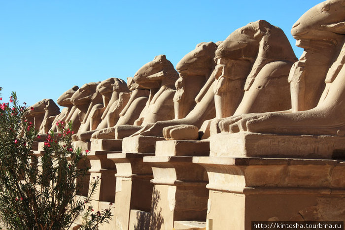 Аллея сфинксов в египте