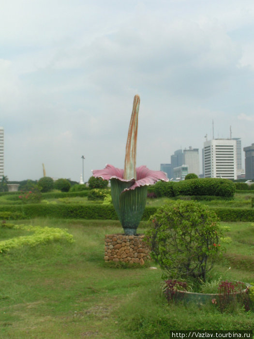 Чудо-цветок Джакарта, Индонезия