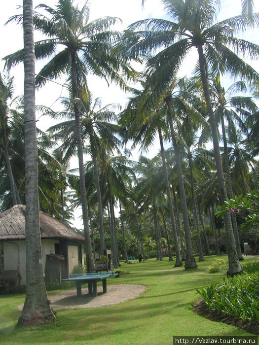 Среди пальм Остров Ломбок, Индонезия
