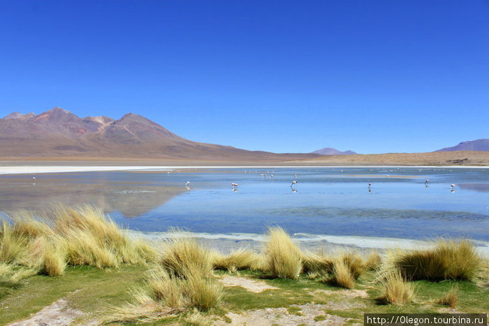 Лагуна с фламинго, ищущими в иле озера пропитание Уюни, Боливия